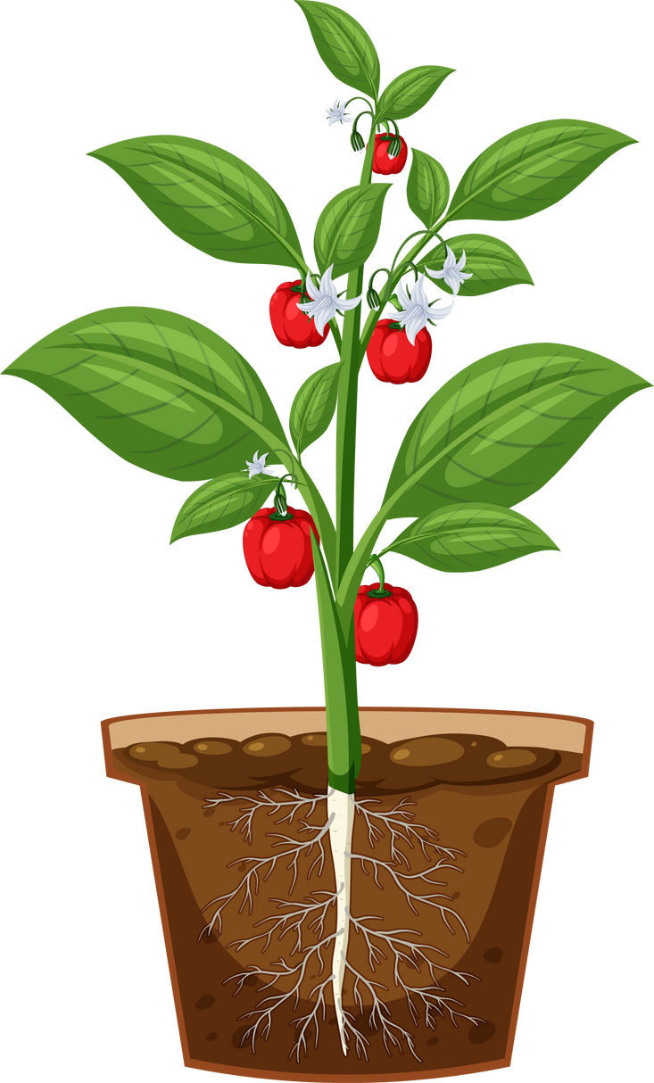 Bell Pepper Plant Showing Root